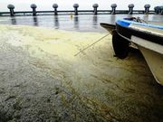 河口堰下流の水面