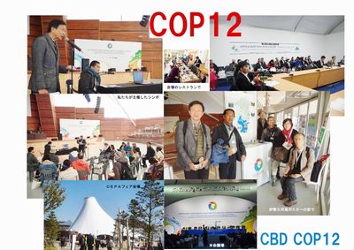 COP12ʐ^W